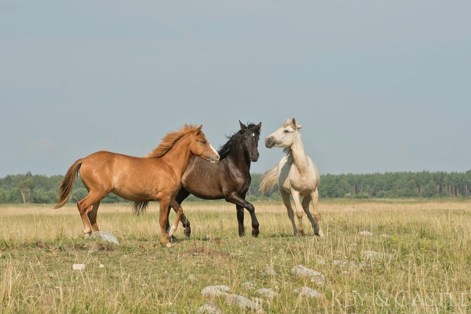 Attraktive Reitanlage mit großzügigem Weideland und vielseitigen Trainingsmöglichkeiten