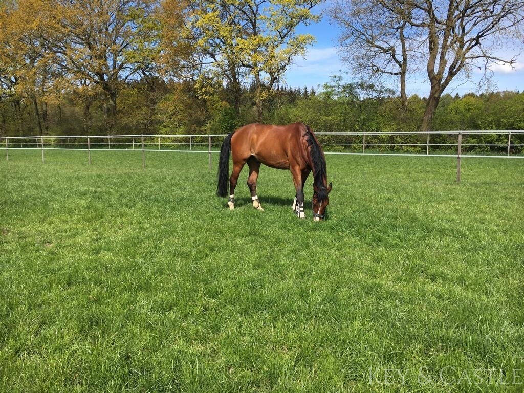 Äußerst gepflegte Reitsportanlage in bester Lage zwischen Natur, Stadt und Nordsee