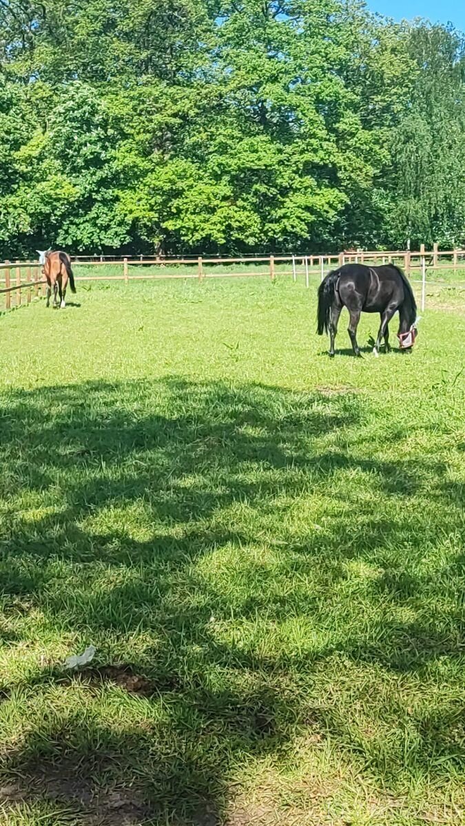 Vielseitige Reitanlage mit mehreren Wohneinheiten, arrondiertem Land und bester Lage für Reiter 