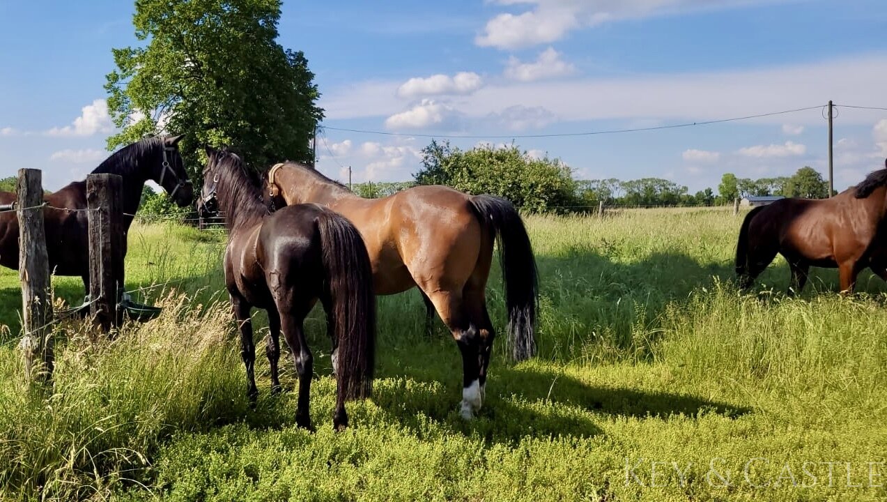 Vor den Toren Berlins – Reitanlage mit arrondiertem Weideland und mehreren Wohneinheiten!
