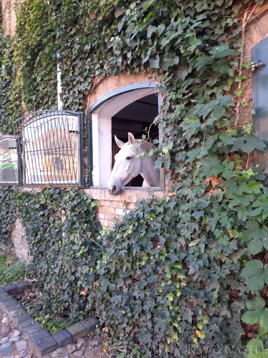 22 Boxen im Hauptstall