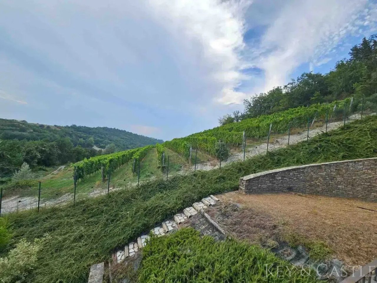 Blick auf die Weinplantagen Blick auf die Weinplantagen