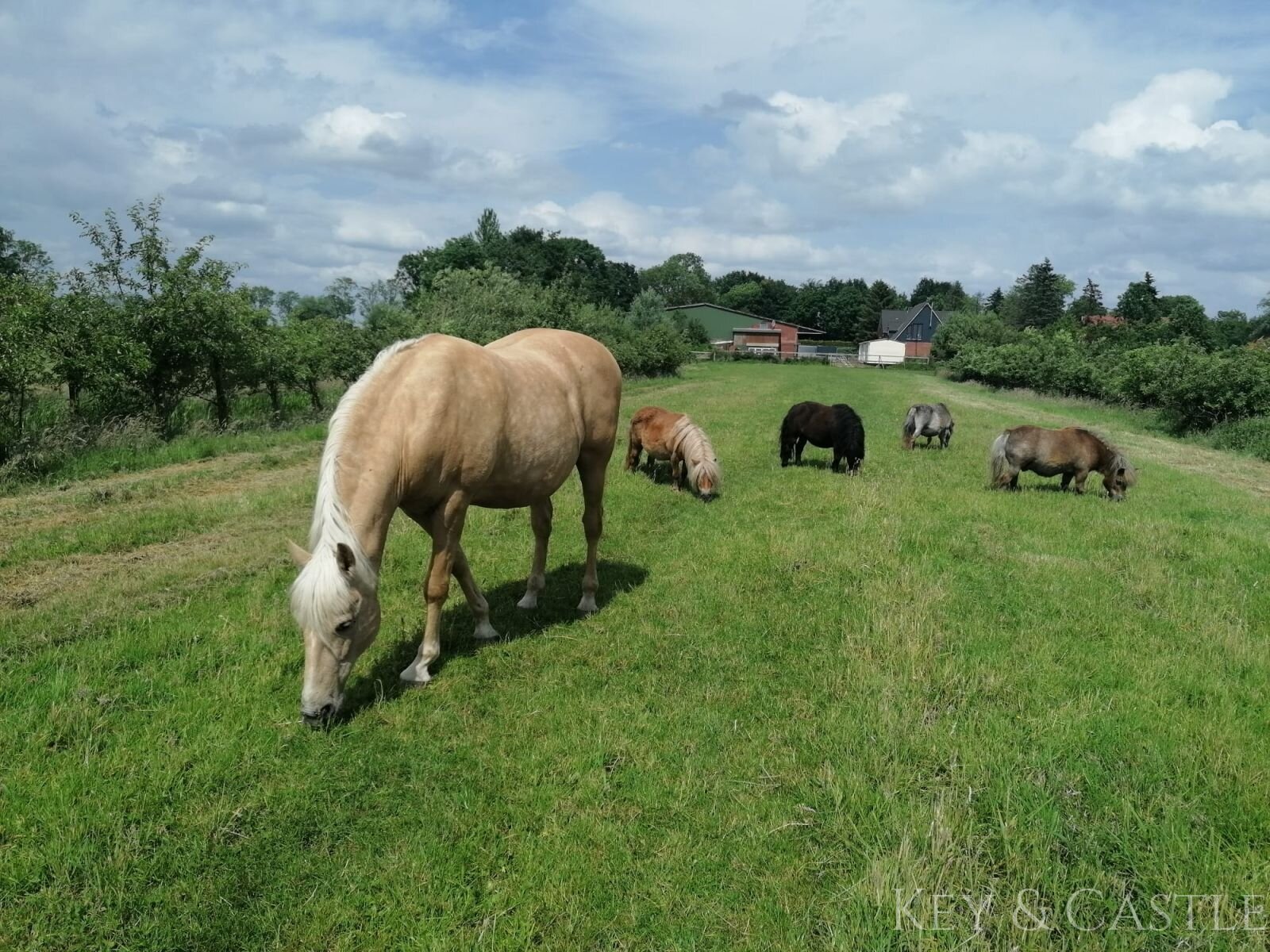 arrondiertes eingezäuntes Weideland arrondiertes eingezäuntes Weideland