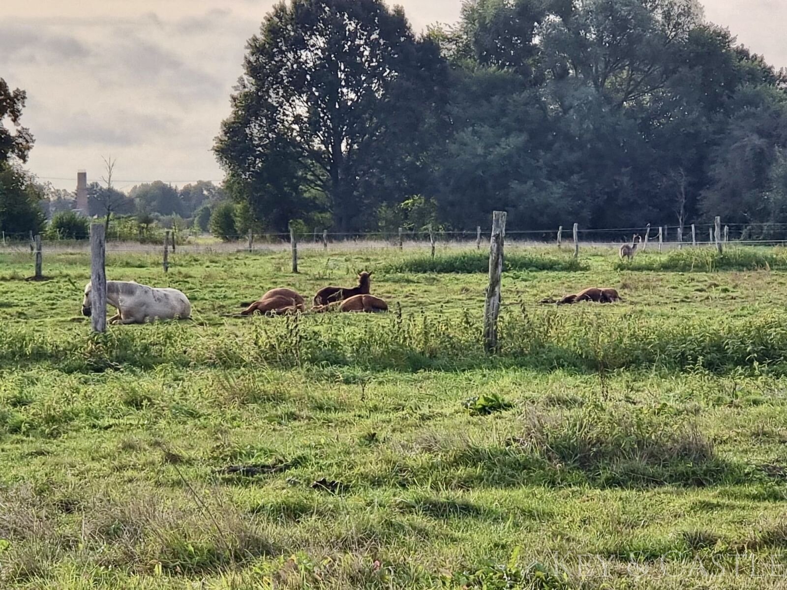 5 Hektar arrondiertes Weideland  5 Hektar arrondiertes Weideland