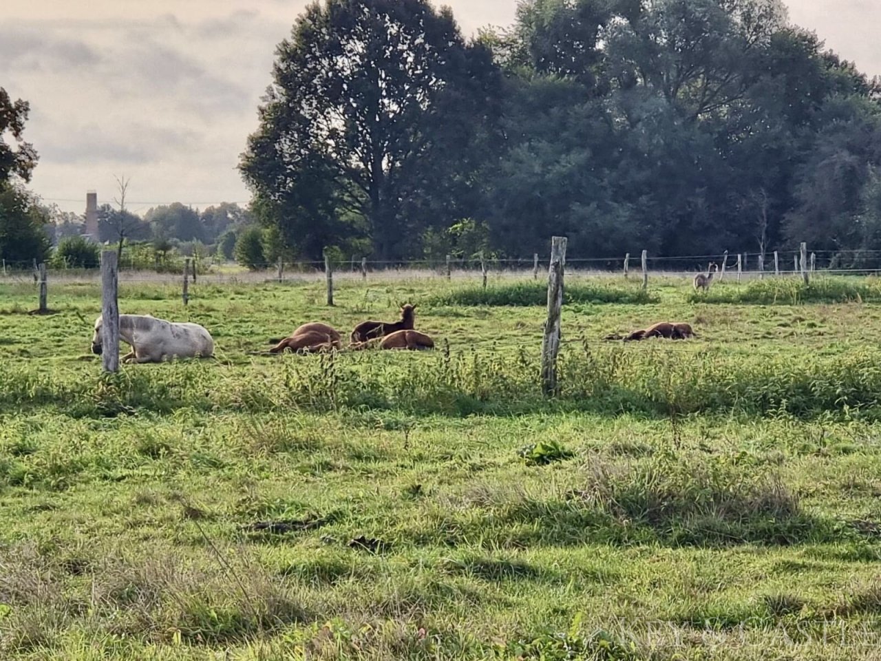 5 Hektar arrondiertes Weideland  5 Hektar arrondiertes Weideland