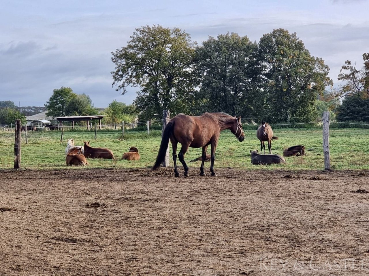 5 Hektar arrondiertes Weideland 5 Hektar arrondiertes Weideland