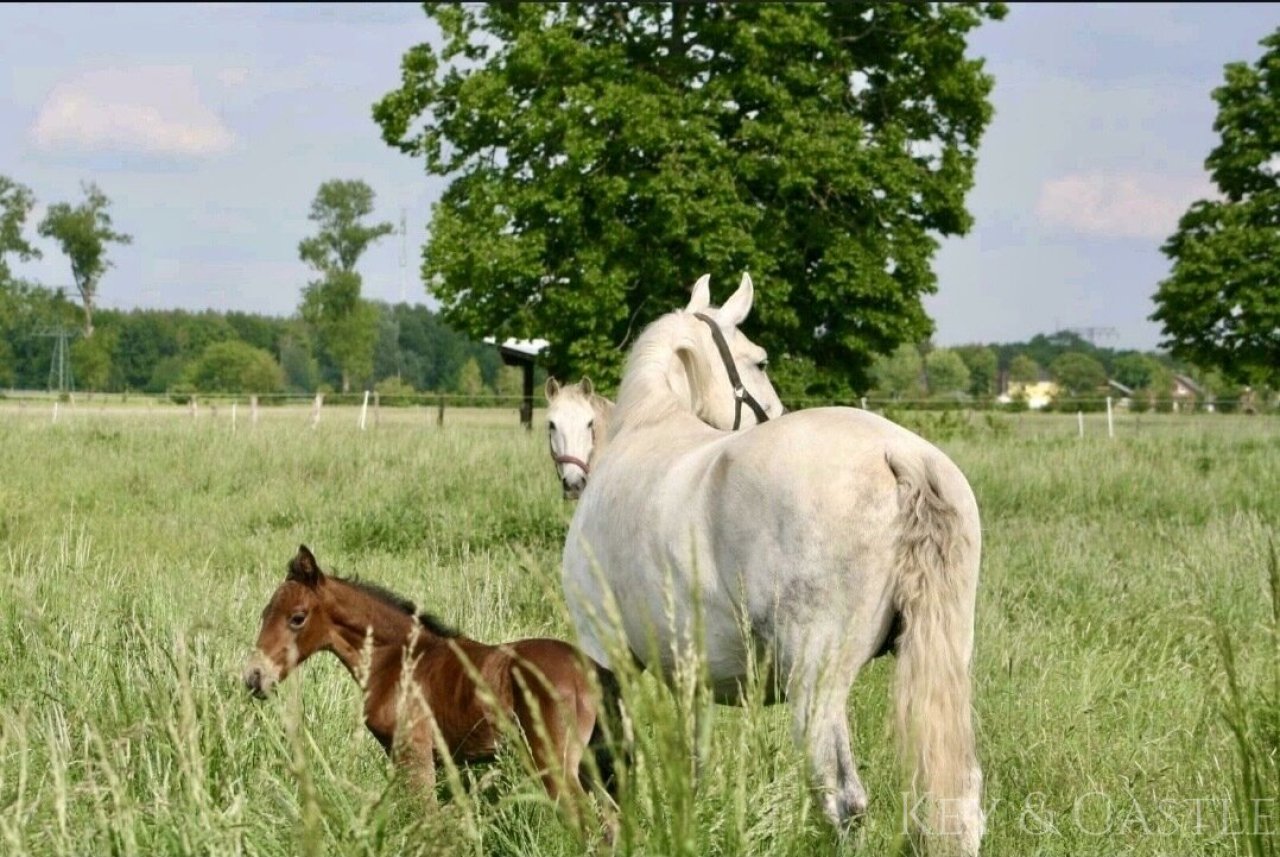 5 Hektar arrondiertes Weideland  5 Hektar arrondiertes Weideland