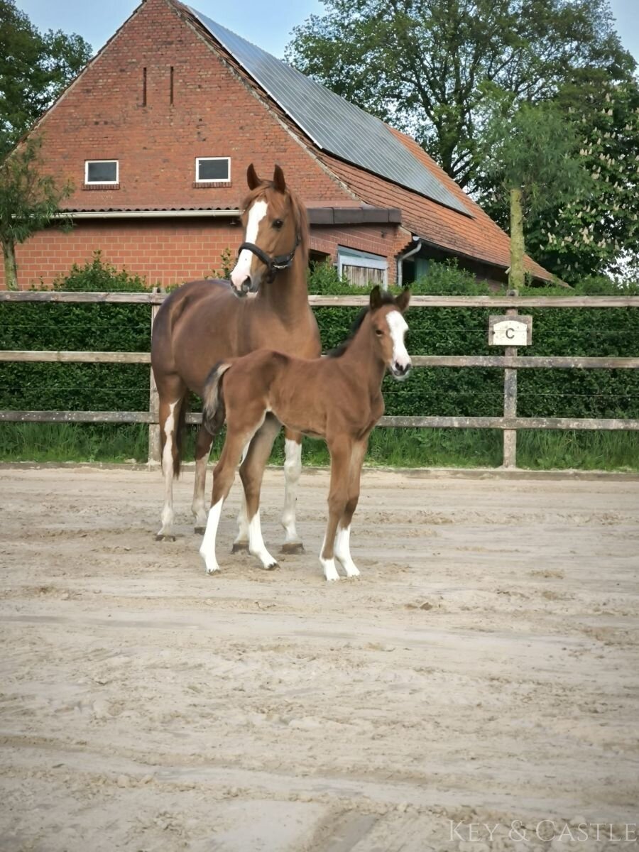 Isterberg: Vielseitige Reitanlage mit mehreren Wohneinheiten, arrondiertem Land und bester Lage für Reiter  