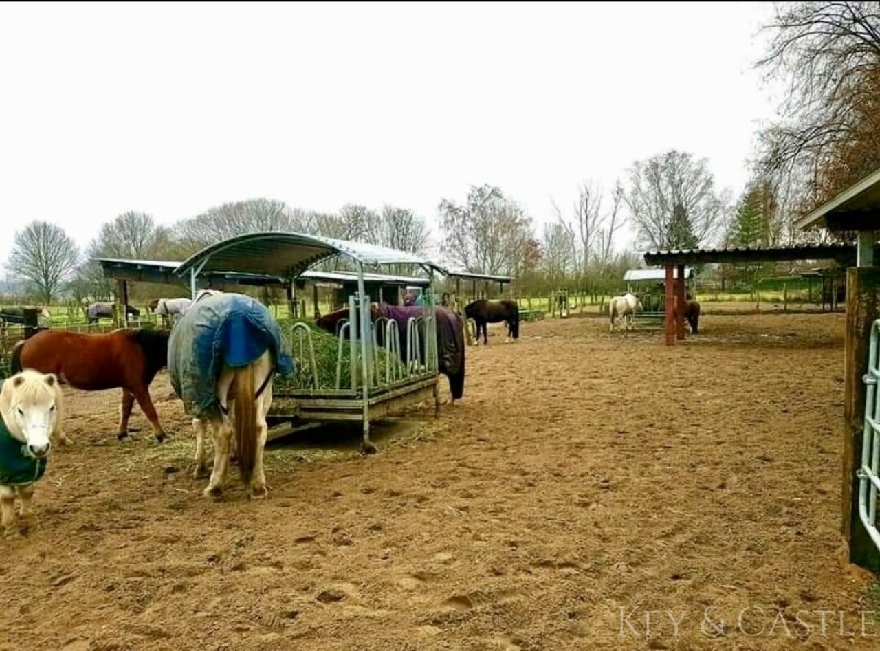 alle Paddocks haben Raufen und Unterständen