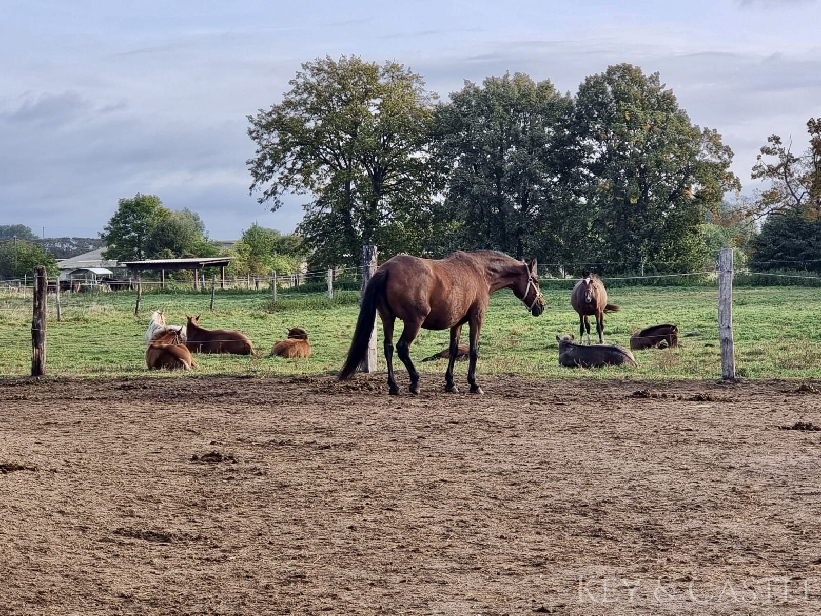 5 Hektar arrondiertes Weideland
