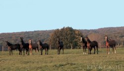 Arrondiertes Weideland Arrondiertes Weideland